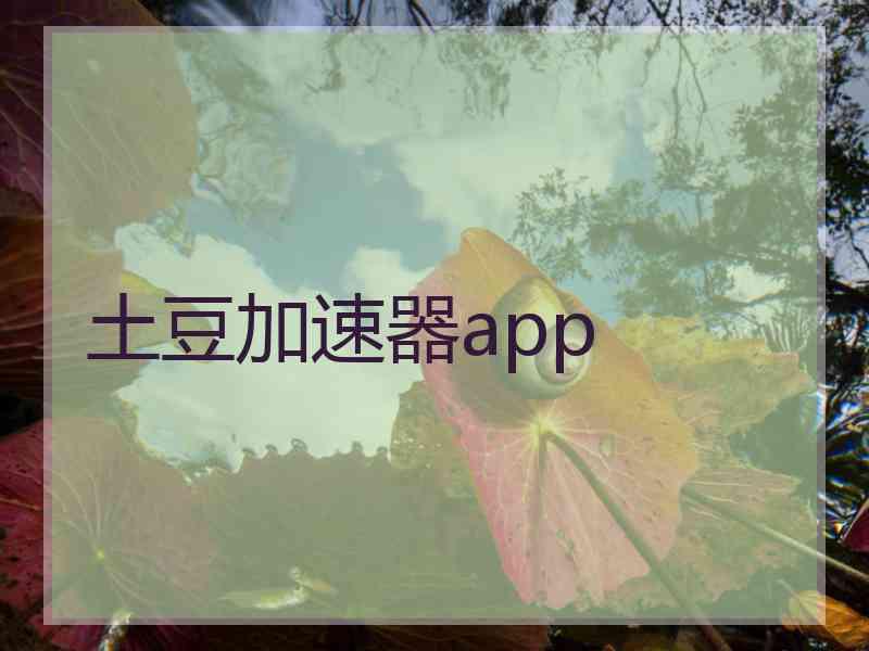 土豆加速器app